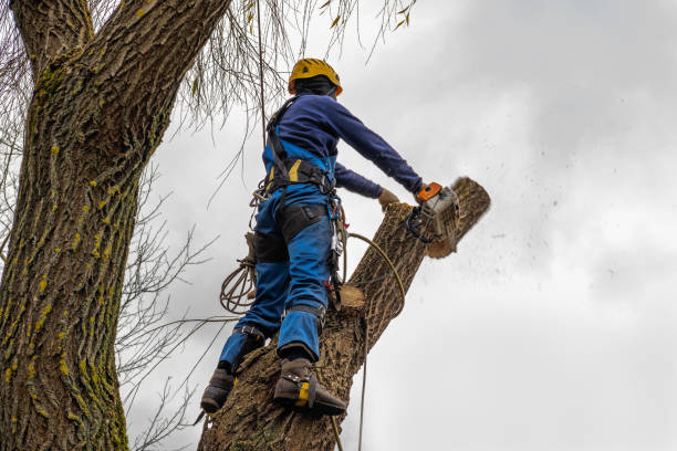 How Our Tree Care Process Works  in West Puente Valley, CA